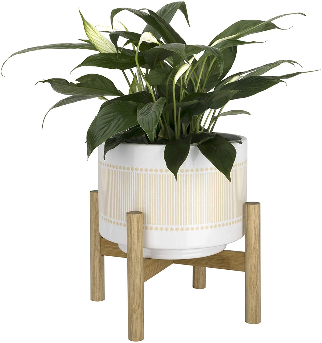 Indoor Plant and Vase