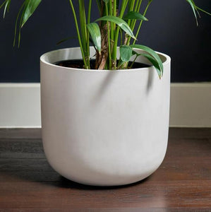 Indoor Plant and Vase